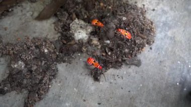 Turuncu renkli küçük bir hayvana çok yakışır.