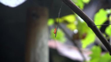 Turuncu renkli küçük bir hayvana çok yakışır.