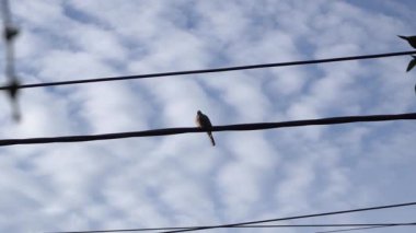 Look awesome of animal on outdoor