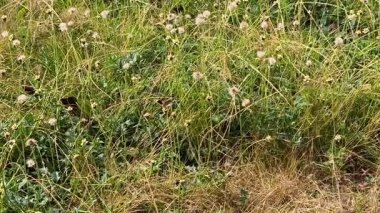 Parkta çiçeklerin güzel görünmesi