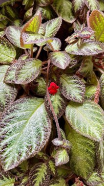 Canlı Kırmızı Çiçek Dokulu Yeşil ve Mor Yapraklardan Bakıyor
