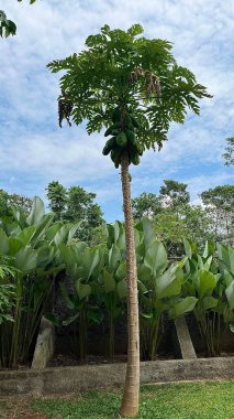 Tropik bir Bahçede Mavi Gökyüzüne Karşı duran Uzun Papaya Ağacı