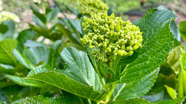 Canlı Yeşil Ortanca Çiçeği Tomurcuk Kümesi ve Berrak Yapraklar