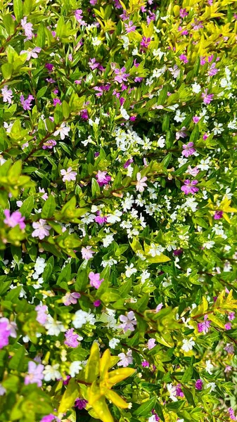 Yeşil Yapraklar Üzerine Küçük Mor ve Beyaz Çiçeklerin Yoğun Kapağı