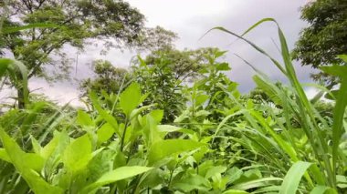 Karışık Tropikal Bitkiler Tehditkar Bulutlu Gökyüzünün Altında Sallanıyor