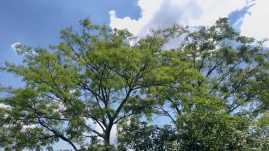 Parlak Mavi Gökyüzü ve Beyaz Bulutlara Karşı Dalları olan Yeşil Ağaç Örtüsü