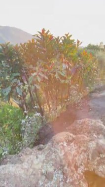 Altın Işık ve Tropikal Yeşilliklerle Dağ Zirvesi 'nden Büyüleyici Gün Doğumu Görünümü