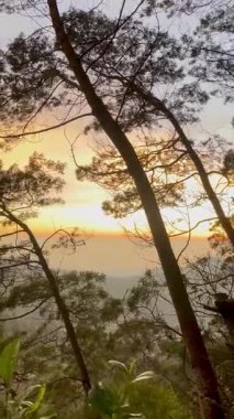 Puslu bir yamaçtaki Çam ağaçlarının arasından Altın Gün Doğumu Manzarası