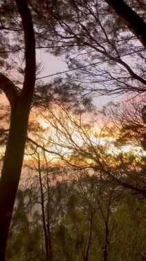 Altın Gündoğumu Işığı Siluetli Orman Ağacı dallarında parlıyor