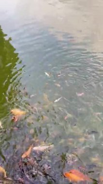 Yoğun Koi Balığı sürüsü Gölet yüzeyine akın ediyor