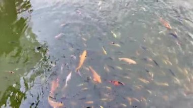 Bir Renkli Koi Okulu ve Küçük Balıklar Gölette Yüzüyor