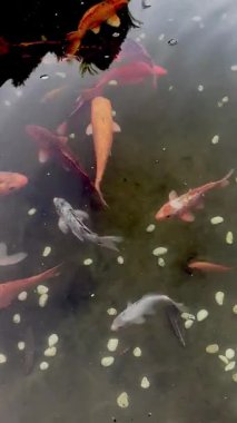 Renkli Koi Balığı Dilek Taşlarıyla Zarifçe Yüzüyor