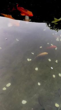 Renkli Koi Balığı Dilek Taşlarıyla Zarifçe Yüzüyor