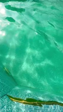 Güneş Işığı Yansımalı Bir Yüzme Havuzu İçinde Açık Turkuaz Su Yüzeyinin Yakın Görüntüsü