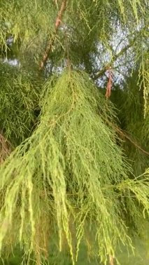 Bir kozalaklı ağacın çağlayan yeşil iğnesi gibi yaprakları.