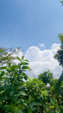 Geniş Mavi Gökyüzü ve Kabarık Kümülüs Bulutları Yoğun Tropikal Yeşilliğin Üzerinde Parlak Güneş Günü