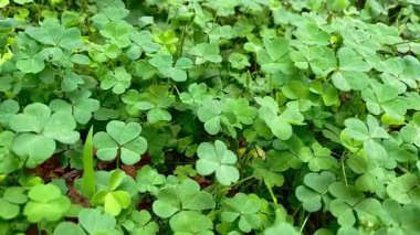 Vibrant Green Clover Patch veya Oxalis Ground Cap 'in yakın plan görüntüleri.
