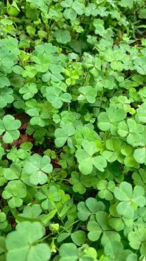 Vibrant Green Clover Patch veya Oxalis Ground Cap 'in yakın plan görüntüleri.