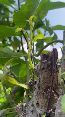 Kesik Ağaç Gövdesinden Yeni Gelişen Filizler