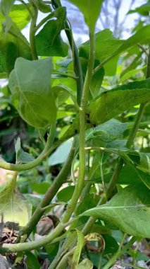 Siyah Karıncalar Yapraklı Bitkinin Yeşil Kökünde Sürünüyor