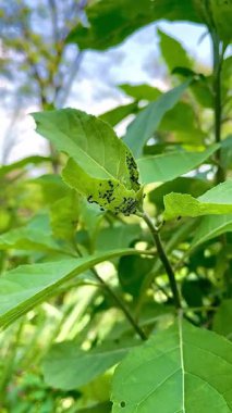 Yeşil Bitki Yaprakları Üzerinde Sürünen Karıncalar