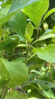 Taze Yeşil Yaprakların ve Bitkilerin Güneş Işığında Çekimlerinin Yakın Çekimi