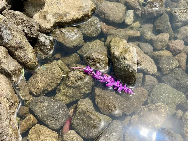 Kayaların Arasında Tek Mor Çiçek Yüzüyor