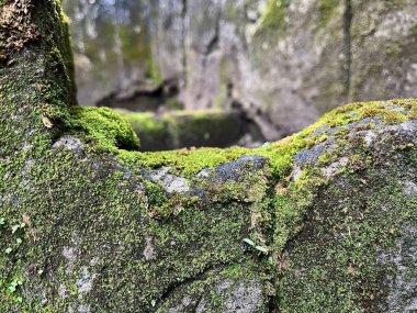 Yaşayan Yeşil Yosun Ormandaki Antik Yıpranmış Taş 'ta büyüyor