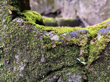 Yaşayan Yeşil Yosun Ormandaki Antik Yıpranmış Taş 'ta büyüyor