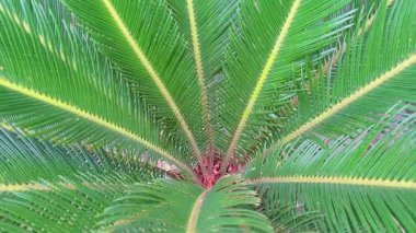 Yeşil Sago Palm 'ın Üst Görünümü Simetrik Desenli Çıkıyor
