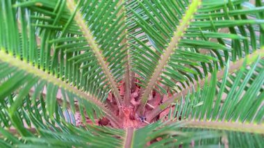 Cycas Revoluta Sago Palmiye Ağacı 'nın Tepesinden Aşağı Görünümü Yavaşça Sallanıyor