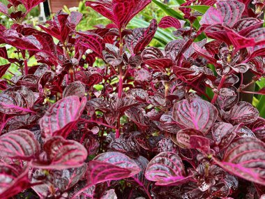 Renkli Kırmızı Kanlı Iresine Bitkileri Yeşillik Bahçesinde Dokulu Mor Yapraklar