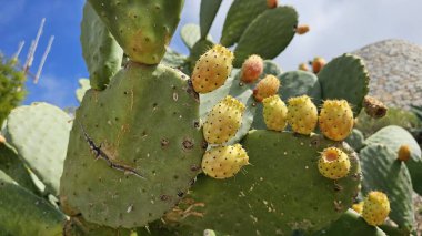 Parlak güneş ışığı altında olgunlaşan sarı-turuncu meyve kümeleriyle dikenli bir armut kaktüsünün yakın çekimi, canlı mavi gökyüzüne ve çöl bahçesi arka planına karşı kurulur..