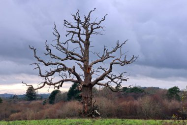 Yalnız, yapraksız bir meşe ağacı, açık bir çimen tarlasında, koyu mavi bir gökyüzünün altında duruyor. Düşük, geniş bir perspektiften çekilmiş, gücü, dayanıklılığı ve kış doğasının sessiz güzelliğini simgeliyor..