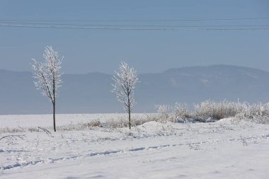 Karla kaplı bir tarlada buz tutmuş iki genç ağaçla minimalist kış manzarası. Yumuşak dağ siluetleri ve berrak gökyüzü sakin, soğuk kırsal bir atmosfer yaratır..