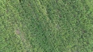 Dron yükseldikçe 360 derece dönen eşit aralıklı ekinlerle yeşil tarım alanının insansız hava aracı görüntüsü. Çekim, dönen bir doku yaratır..