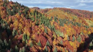 Sonbaharda ağaçların tepelerinde alçaktan uçan bir dronun geniş bir hava manzarası, renkli yapraklı ağaçlar, yuvarlanan tepeler ve açık bir gökyüzünün altında katmanlı vadilerle karıştırılmış yeşil çamlar..