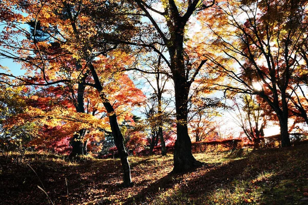 Renkli sonbahar ağaçlarının arasından parlayan altın güneş ışığıyla dolu canlı bir sonbahar ormanı. Sıcak Yeşillik, Gölgeler ve Mevsimsel Güzelliklerle Dolu Doğal Manzara