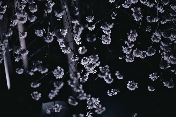 Akşamları Beyaz Çiçekler. Karanlık Arkaplan 'da Aydınlatılmış Kiraz Çiçekleri, Atmosferik Çiçek Gecesi Fotoğrafçılığı, Hafif Işıkta Çiçek Dalları