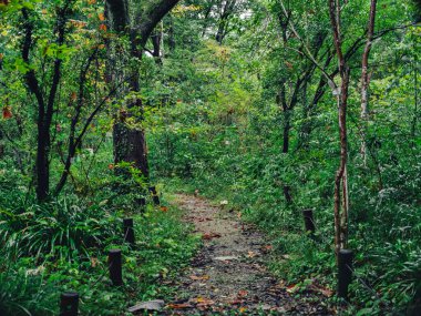 Yağmur sonrası yemyeşil orman yolu. Çevrelenmiş Huzurlu Doğa Yolu Manzara ve Eko Temalı Tasarımlar İçin Yoğun Yeşillik ve Taze Yeşillik
