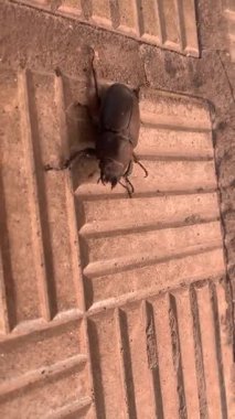 Geyik Böceği (Lucanidae), kentin kaldırımlarında sürünen bir erkek böceğin dikey video klibinde sürünüyor. Böcek gövdesi ve dokulu yüzeyin ayrıntılı görünümü.