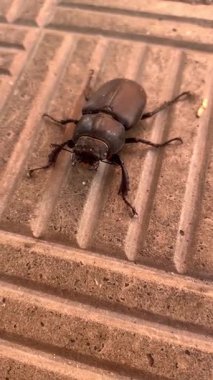 Şehirdeki kaldırım taşlarında sürünen Lucanidae familyasından bir erkek böceğin dikey yakın çekim videosu. Böcek gövdesi ve dokulu şehir yüzeyinin ayrıntılı görünümü