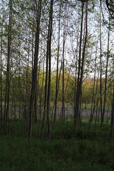 Bahar ormanındaki genç ağaçlar taze yeşil yaprakları ve ince ağaçları olan doğal bahar ormanı. Yumuşak akşam ışığı, çevre ve doğa arka planında huzurlu orman manzarası