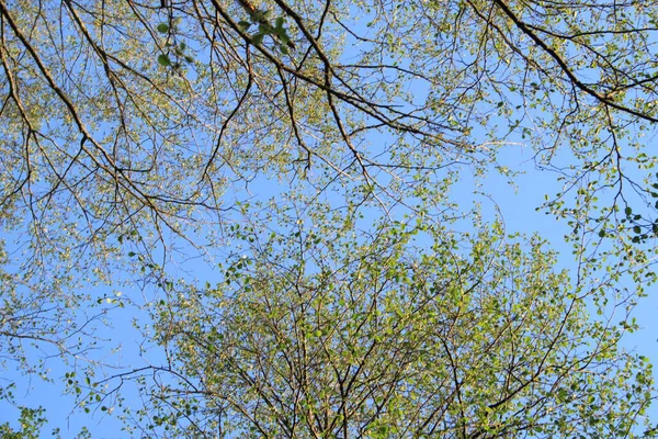 Taze yeşil ağaç dalları mavi bahar gökyüzüne karşı Taze yeşil ağaç dalları ile genç yapraklar ile ilkbaharda açık mavi bir gökyüzüne karşı.