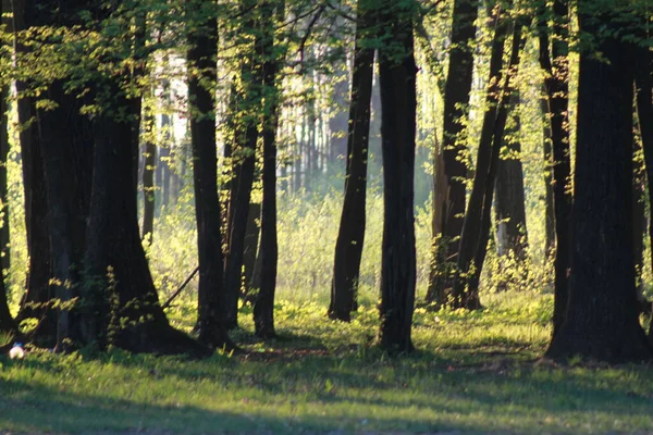 Bahar ormanlarındaki ağaçların arasından güneş ışığı yeşil bir bahar ormanındaki ağaçların arasından geçiyor. Doğal ışık ve sakin orman atmosferi.