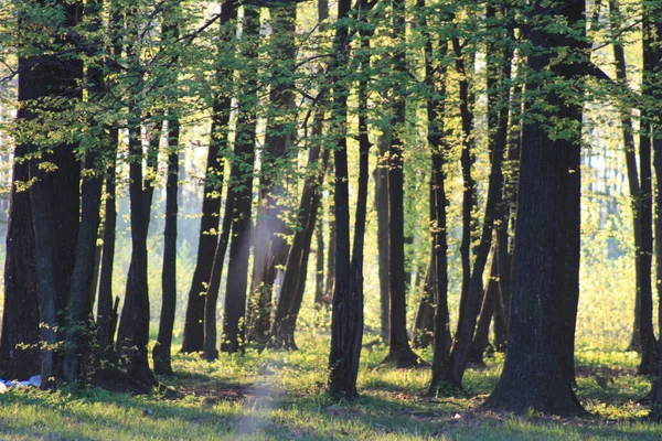 Bahar ormanlarındaki uzun ağaçlar taze yeşillik ve bahar ormanlarındaki uzun ağaç gövdeleri. Doğal dikey orman arka planı.
