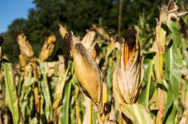 Olgun mısır tarlasında koçanla