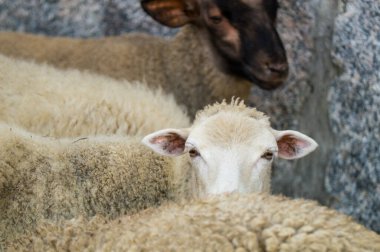 Çiftlikteki beyaz koyun