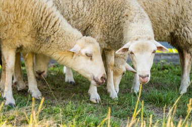 Beyaz koyun ve kuzular yeşil çimlerde otluyor.