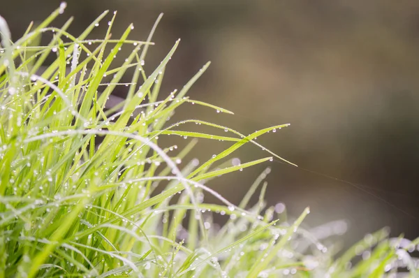 Sabahları su damlacıkları, yağmur damlaları, bulanık arkaplan ve telif uzayı olan yeşil çimlerin makro fotoğrafı. Rahatlama kavramı